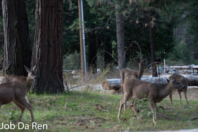 加州黑尾鹿（Mule Deer）