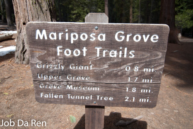 瑪莉波莎水杉叢林（Mariposa Grove）