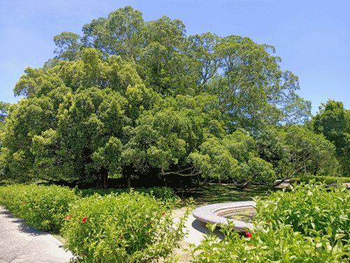 東山休息站必訪景點：戶外百年榕樹廣場與深緣及水（我的婆婆怎麼那麼可愛拍攝地）伴手禮專櫃