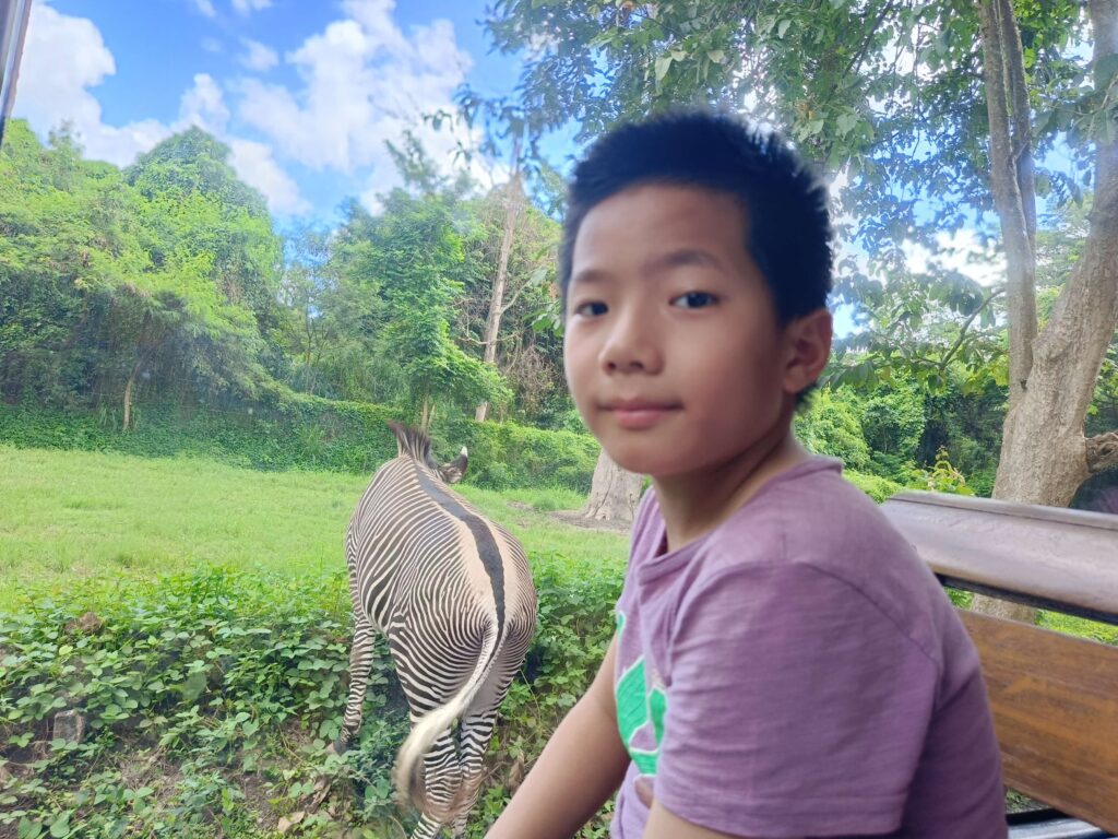 Safari Bus 窗外的斑馬與小旅人