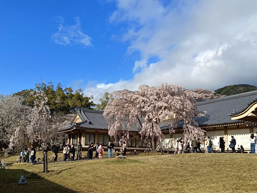 京都醍醐寺靈寶館內如瀑布般的千年巨大垂櫻與古色古香的寺院建築