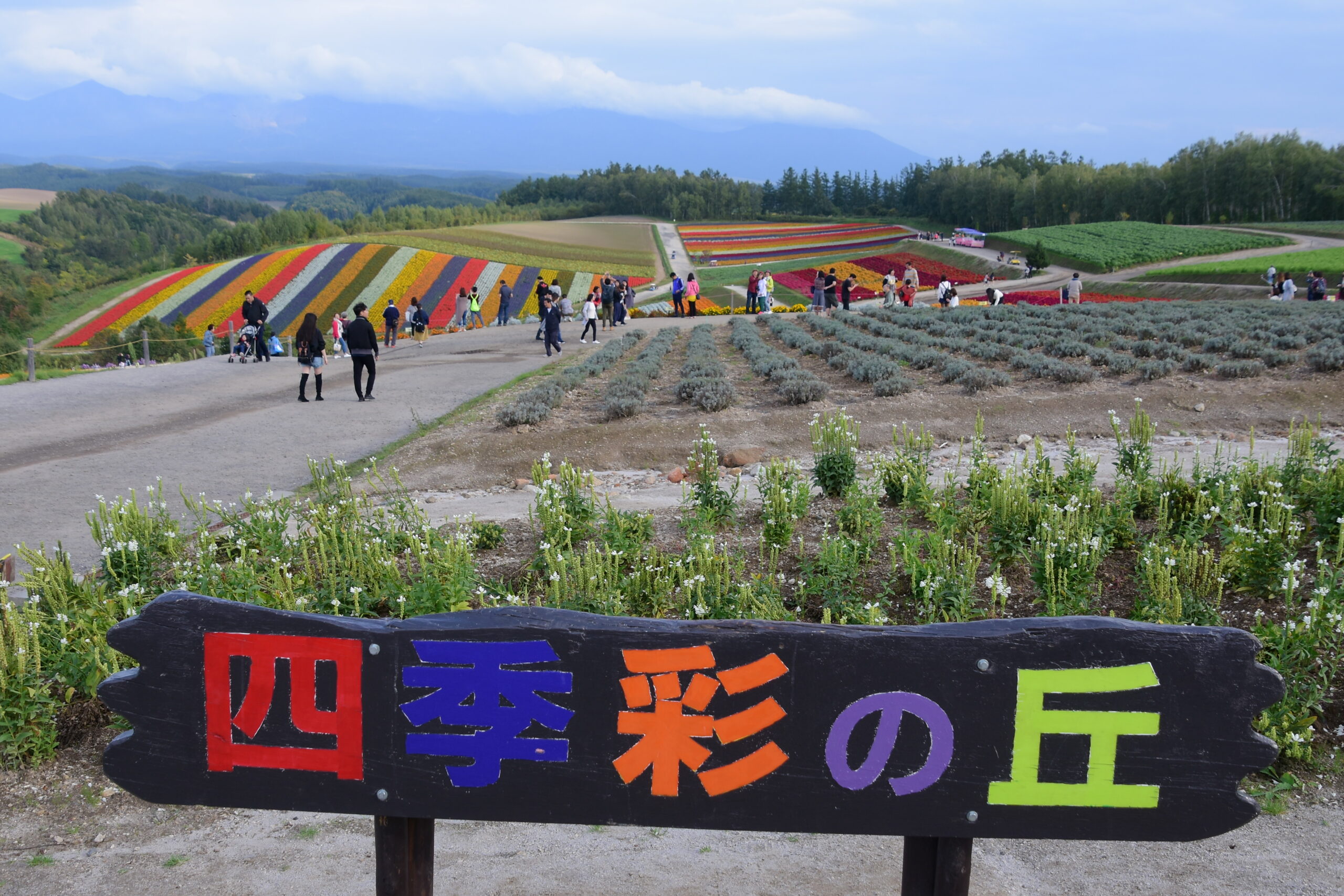 2026北海道租車優惠-美瑛四季彩之丘夏季花海實景